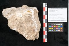 Foto (Objekt + Etikett) von Fraxinus frangula L. (NHMW-GEO-2024-0188-11316)